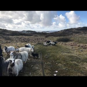 Meet your Posher, Vigdis