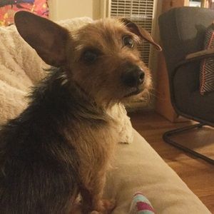 Meet your Posher, Loki