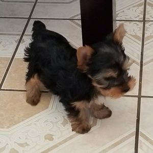 Meet your Posher, Janina