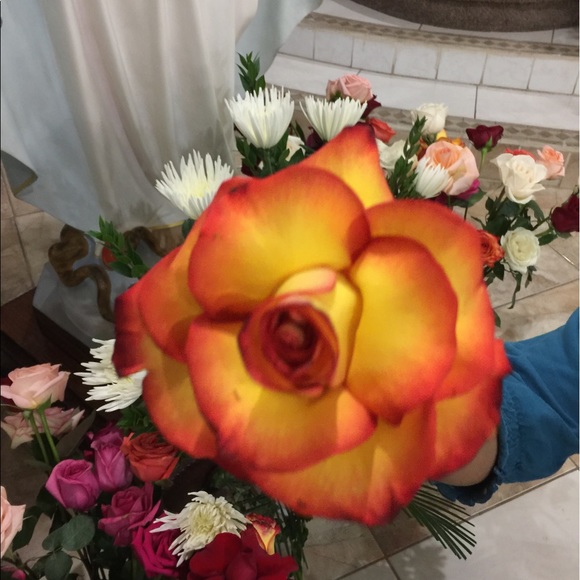 Meet your Posher, Elodia - Picture 3 of 3