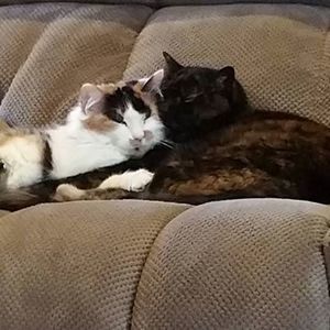 Meet your Posher, Lisa