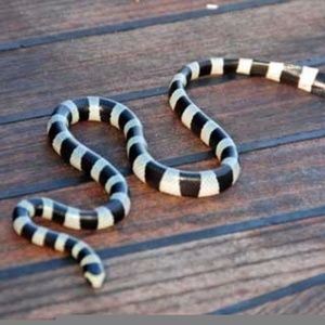 Meet your Posher, jj