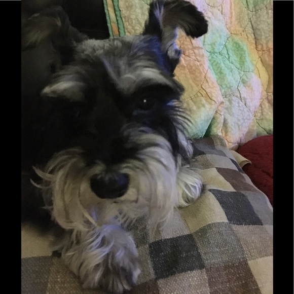 Meet your Posher, Gerlie - Picture 1 of 1