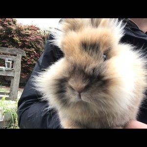 Meet your Posher, Bridget