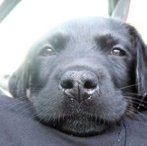 Meet your Posher, Nick