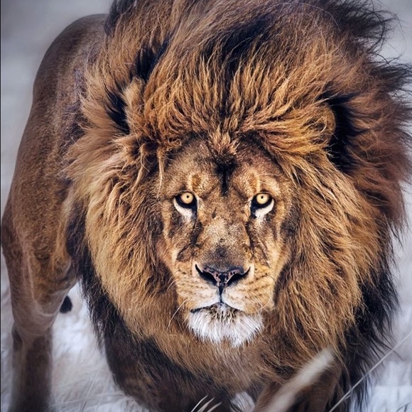 Meet your Posher, Jacob - Picture 1 of 1