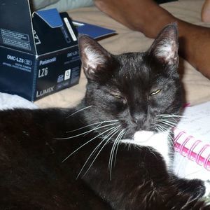 Meet your Posher, Mario