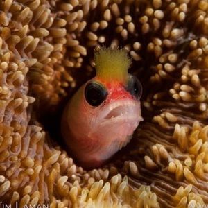 Meet your Posher, Tristan