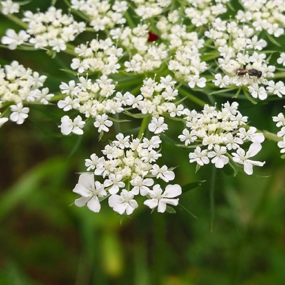 Meet your Posher, Virginia - Picture 2 of 7