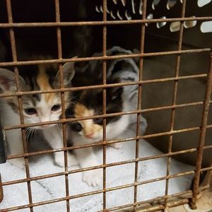 Meet your Posher, Lateena