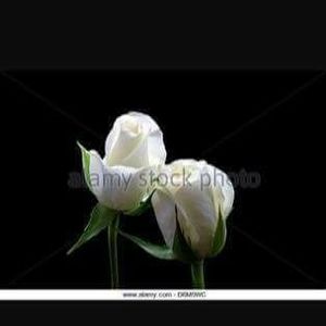 Meet your Posher, Roslyn