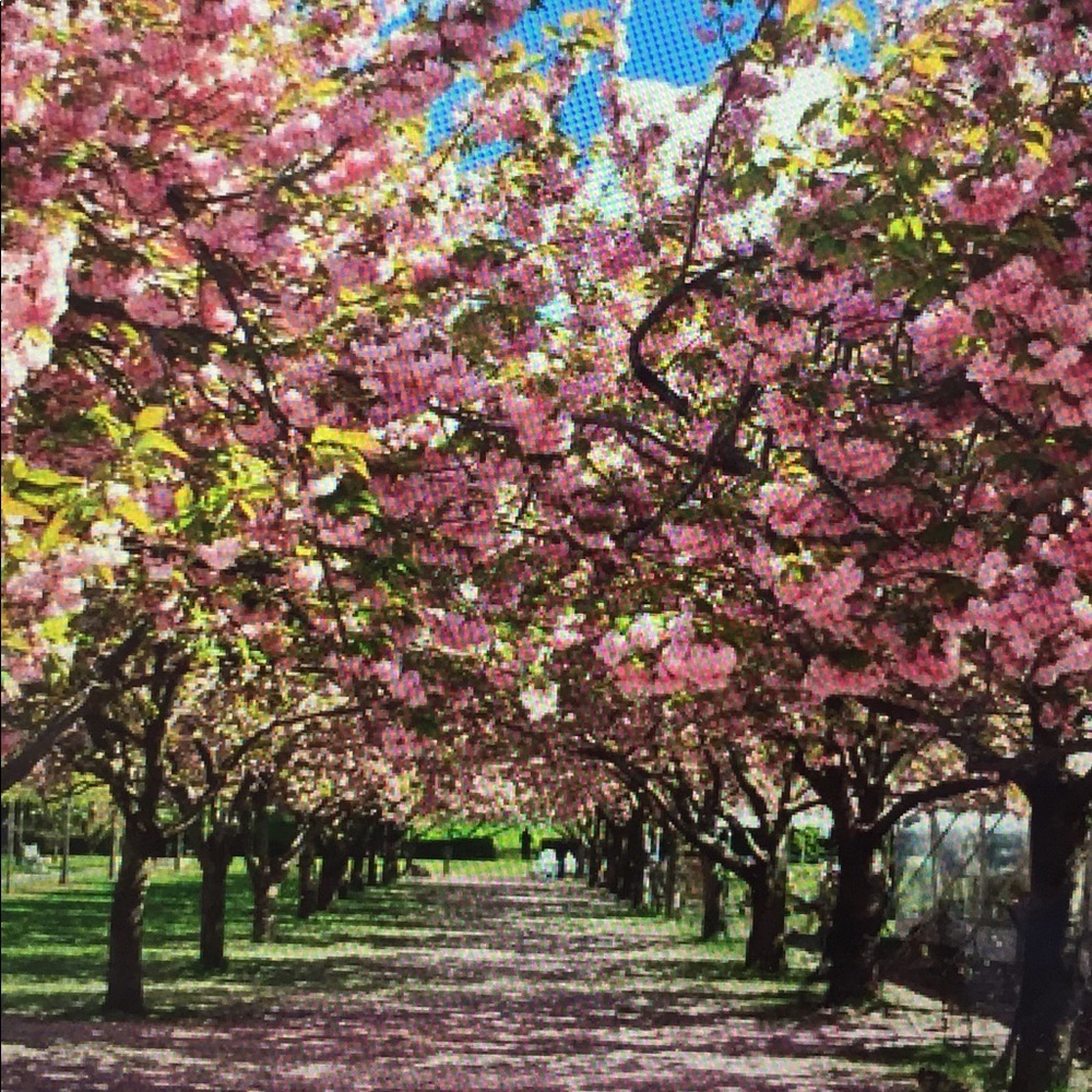 Meet your Posher, AllDressedUp