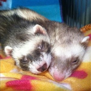 Meet your Posher, Ally