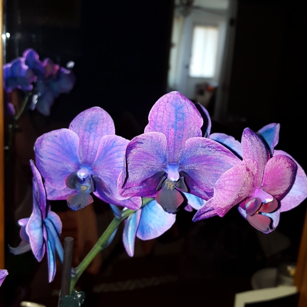 Meet your Posher, Krystal