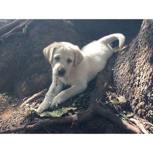 Meet your Posher, Cody