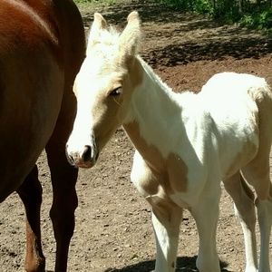 Meet your Posher, Kyliee