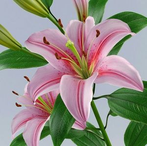 Meet your Posher, Sade