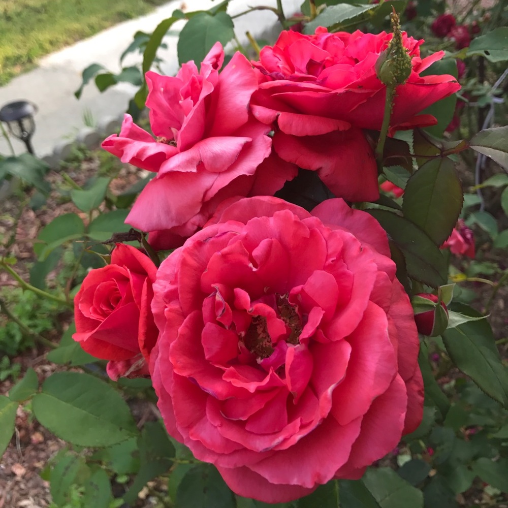 Meet your Posher, Nely