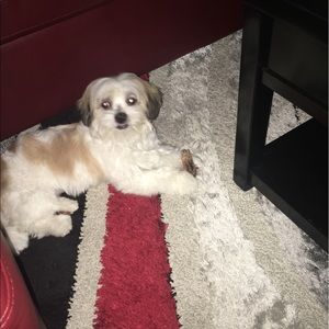 Meet your Posher, Reina