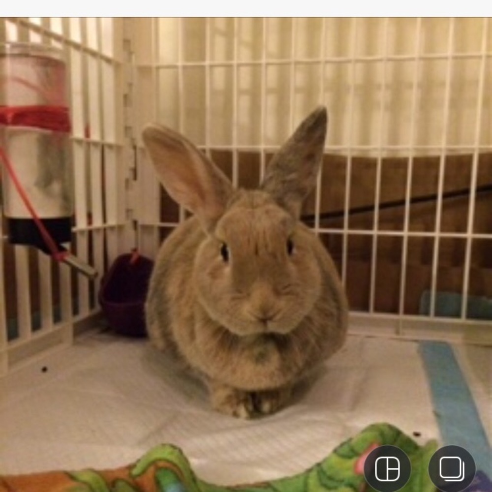 Meet your Posher, Chan