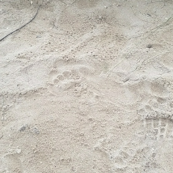 Meet your Posher, Melissa - Picture 1 of 1