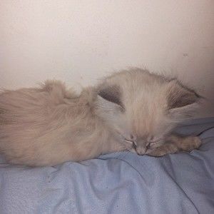 Meet your Posher, Penny