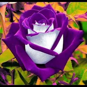 Meet your Posher, Mztthew