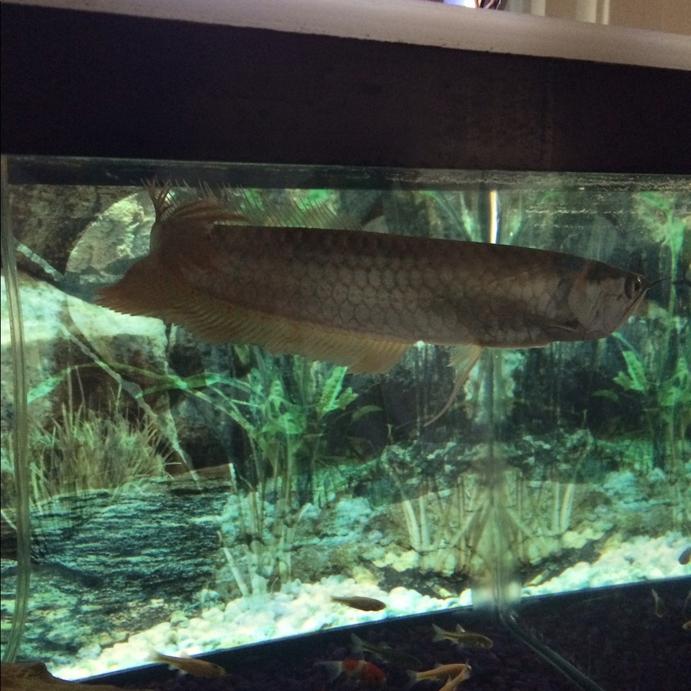 Meet your Posher, Chue