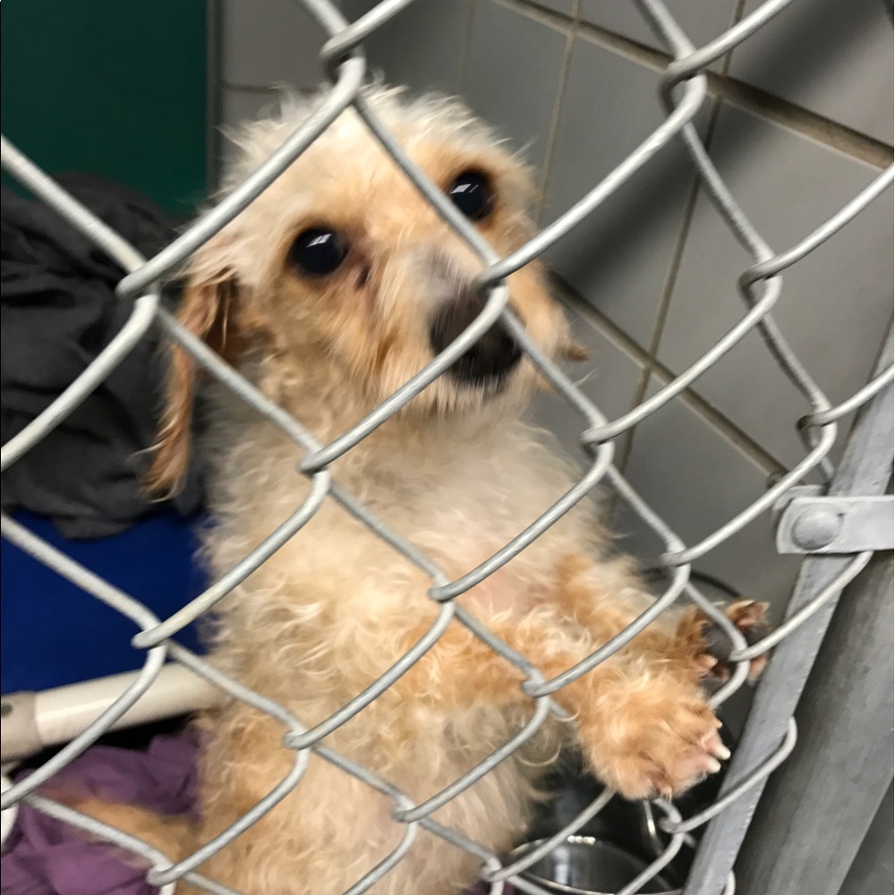 Meet your Posher, Karen