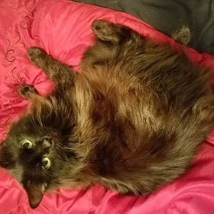 Meet your Posher, Elizabeth