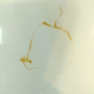 Meet your Posher, Joshua