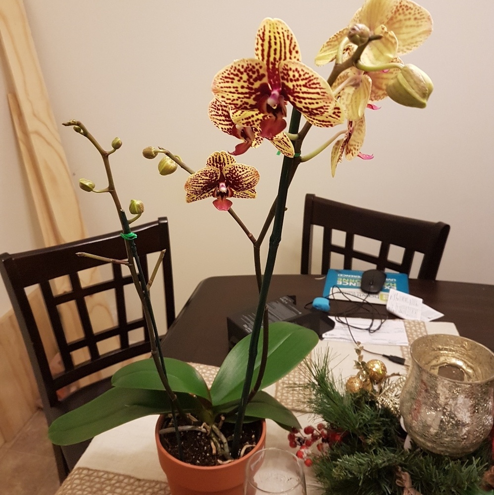 Meet your Posher, Shalaam