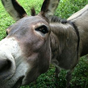 Meet your Posher, Robert