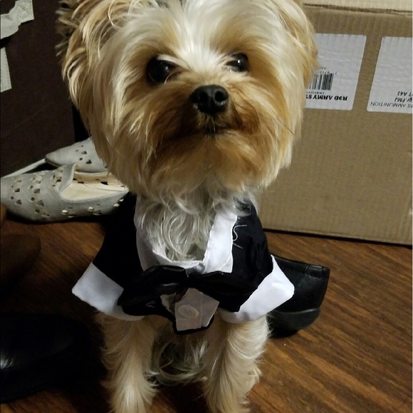 Meet your Posher, Sammy - Picture 3 of 4
