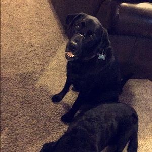 Meet your Posher, Abigail