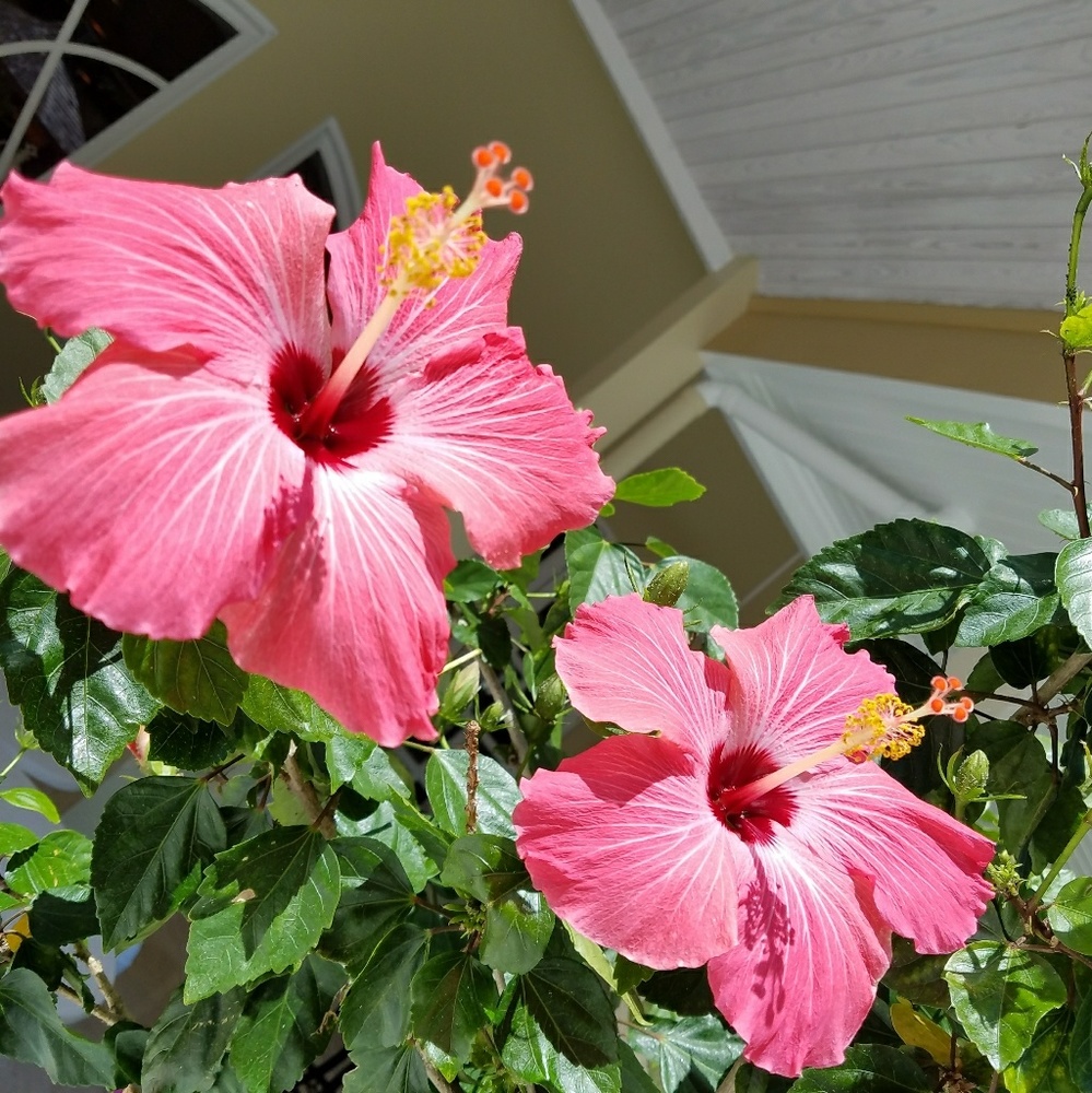 Meet your Posher, Alesia