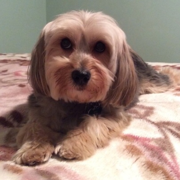 Vickie's Closet - Posh Ambassador ✨✨✨ - Picture 6 of 8