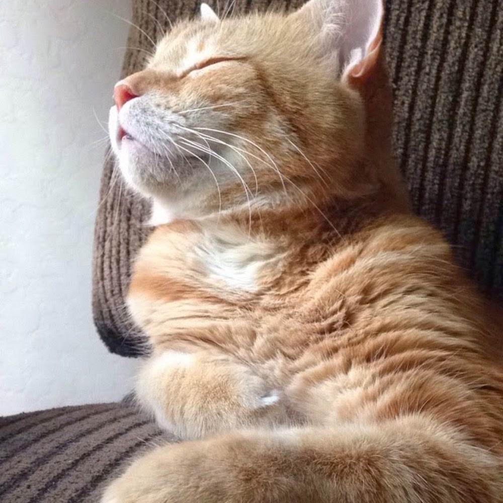 Meet your Posher, Lucy