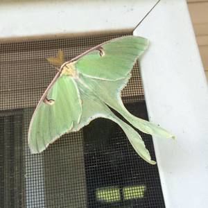 Meet your Posher, Sharon