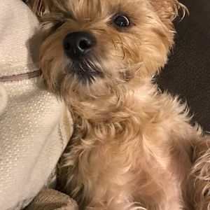 Meet your Posher, Shelby