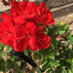 Meet your Posher, Dee