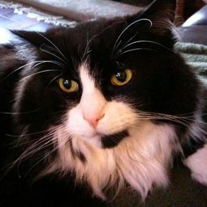 Meet your Posher, Carol