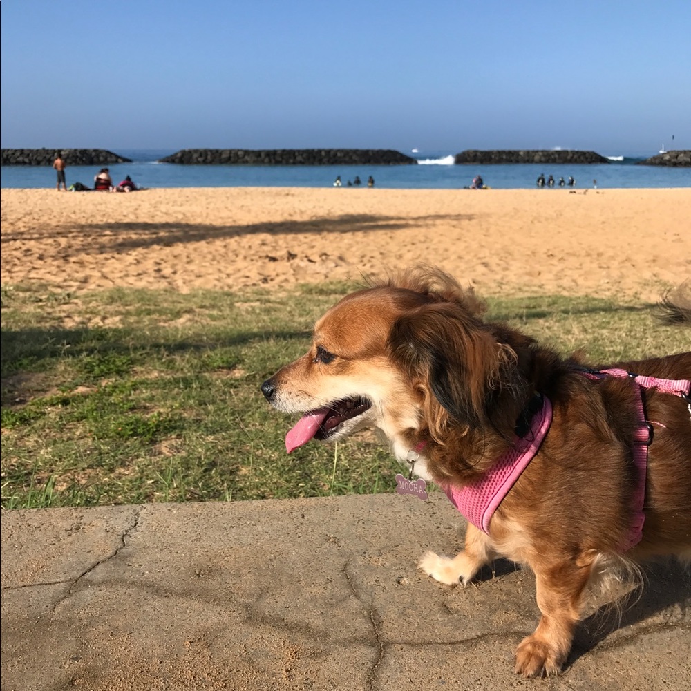 Meet Mocha - Picture 1 of 1