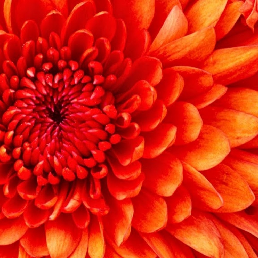 Meet your Posher, Marley