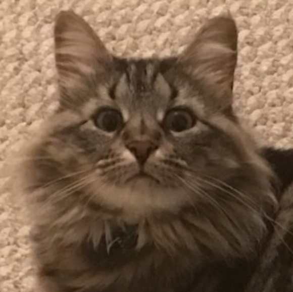 Meet your Seller & Buyer, Catharine - Picture 4 of 8