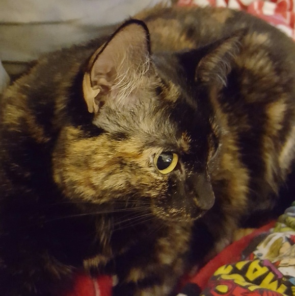 Meet your Seller & Buyer, Catharine - Picture 5 of 8