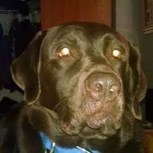 Meet your Posher, Hiram