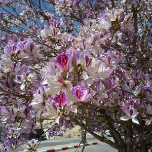 Meet your Posher, Hala