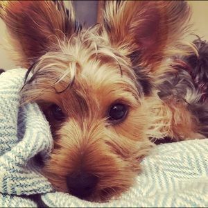 Meet your Posher, Nina