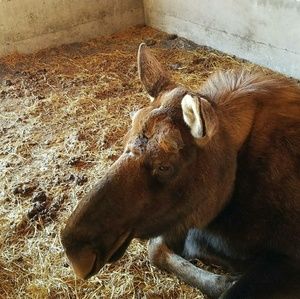 Meet your Posher, Rose